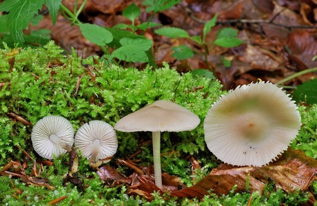 Rosablättriger Helmling (Mycena galericulata) - © Michaela und Gernot Friebes
